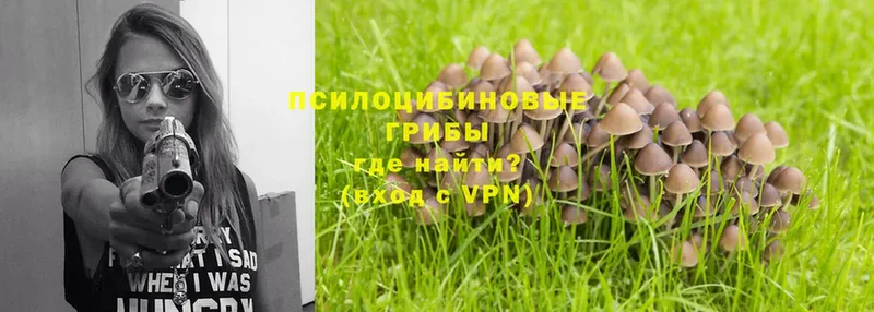 Галлюциногенные грибы Psilocybe  наркотики  Камызяк 